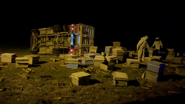 Arı kovanı yüklü pikap kaza yaptı, arılar yola saçıldı