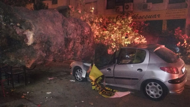 İzmir’de 3 otomobilin üzerine ağaç devrildi: 1 yaralı