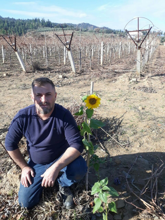 Manisa'da ocak ayında ayçiçeği açtı