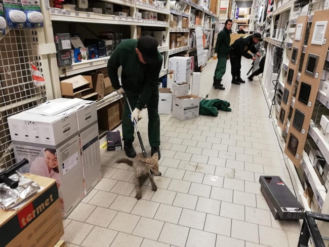 Polonya'da hasta tilki, alışveriş merkezine girdi