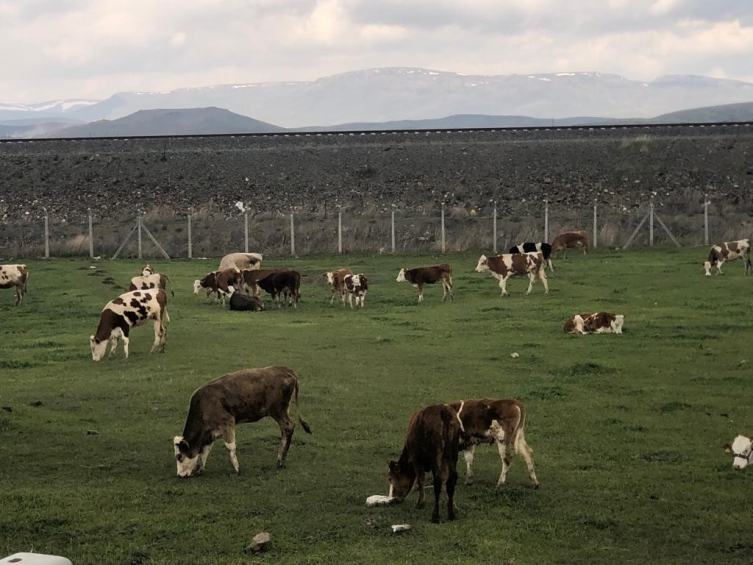 Kars'ta meralar renklendi