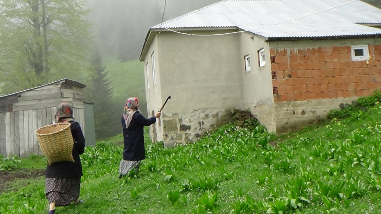 Trabzon’un Şalpazarı ilçesinde artan ayı saldırıları vatandaşları tedirgin ediyor