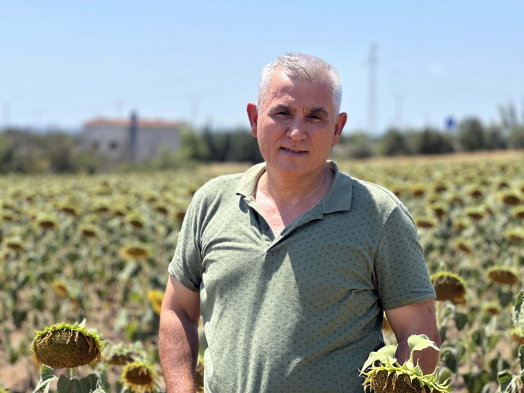 Edirne'de kavurucu sıcaklarda ayçiçeği ekili tarlalar kurudu