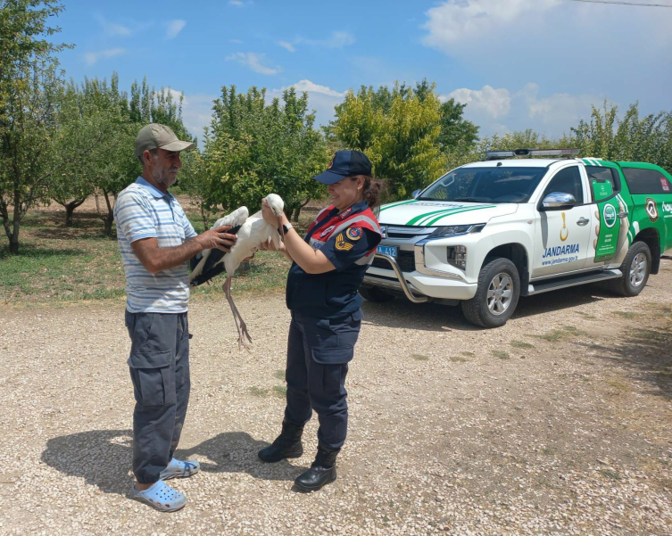 Elazığ'da yaralı leylek bulundu