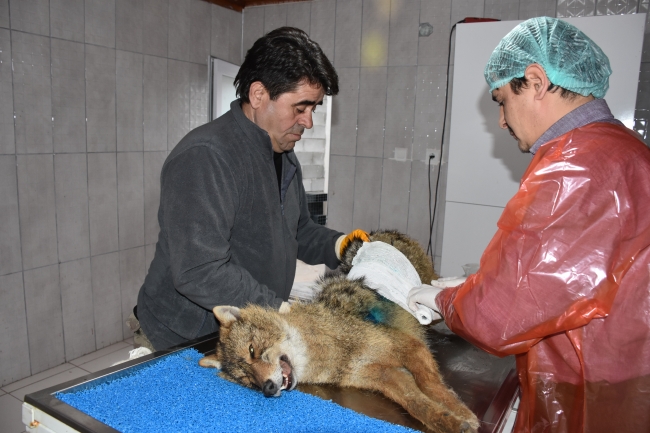 Otomobilin çarptığı yavru tilki tedavi altına alındı