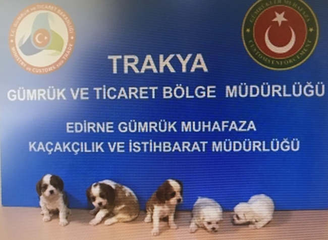 Yavru köpekleri vücutlarına sararak yurda girmeye çalıştılar