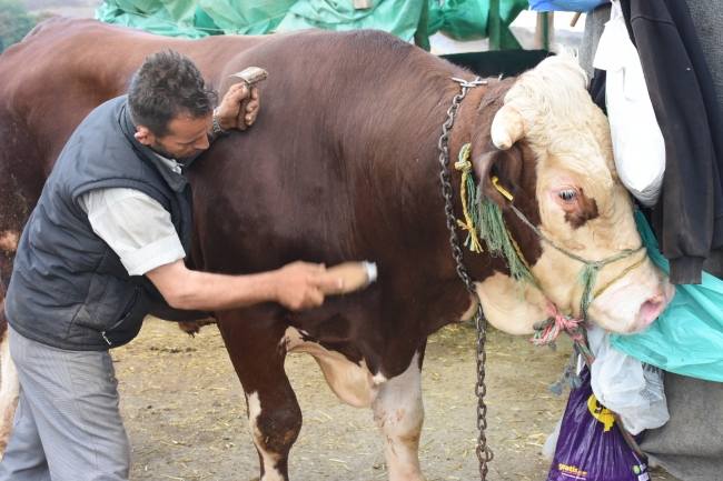 Kurban pazarının bin 200 kiloluk "Paşa"sı 25 bin liraya satıldı