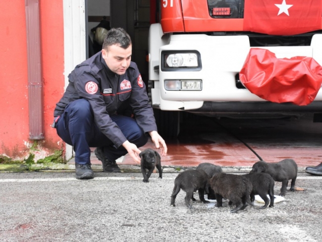 Kuyuya düşen köpek yavruları kurtarıldı