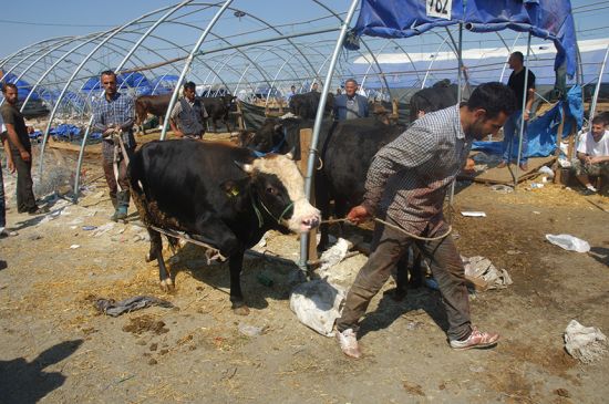 İstanbul'da kurban fiyatları düştü