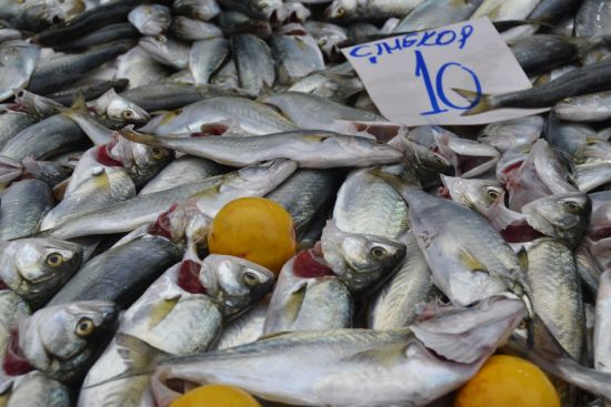 Çinekop bolluğu fiyatları düşürdü