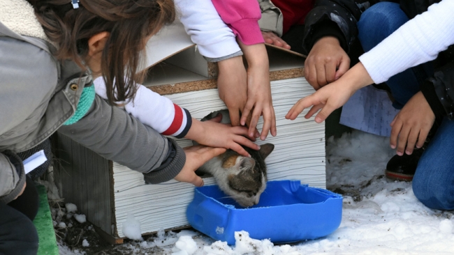 Eski seçim sandıkları hayvanlara yuva oldu