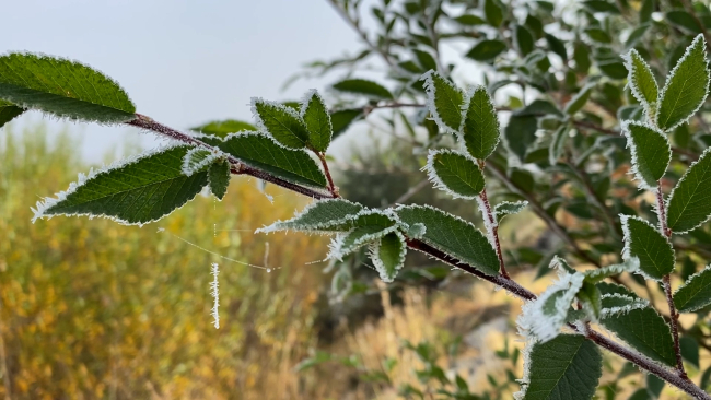 Fotoğraf: TRT Haber