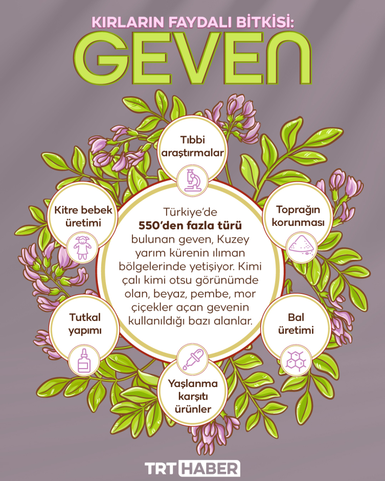 Kırların faydalı bitkisi: Geven