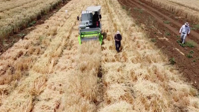 Adıyaman'da yerli tohum hasadı