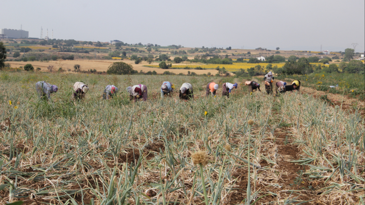 Tescilli Tekirdağ soğanında hasat zamanı