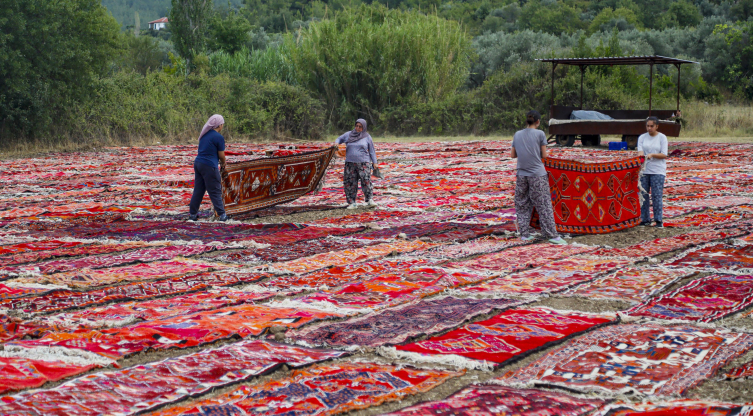 Antalya'da 80 dönümlük halı tarlası