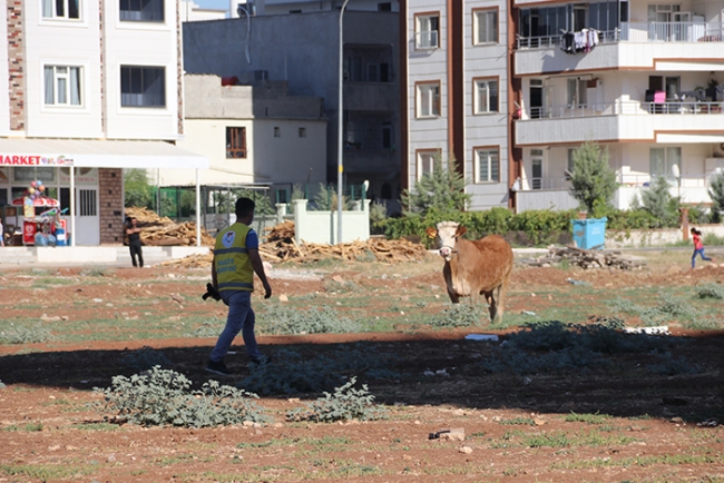 Kaçan kurbanlıklar zor anlar yaşattı