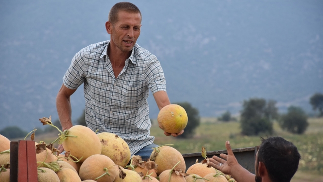 Bilecik'te kavun üreticisi talebe yetişmekte zorlanıyor