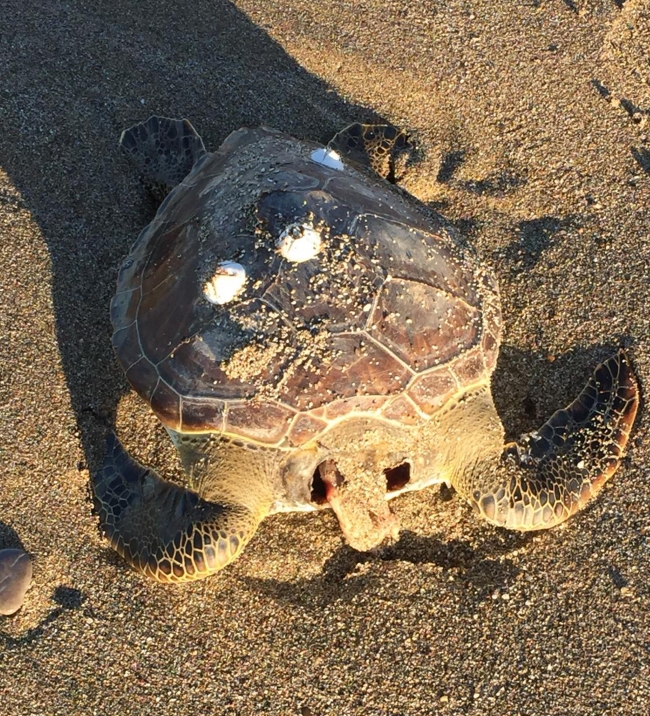 Alanya'da 4 caretta caretta ölüsü kıyıya vurdu