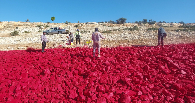 Mersin'de 22 dönümlük araziye işlenen Türk bayrağı boyandı