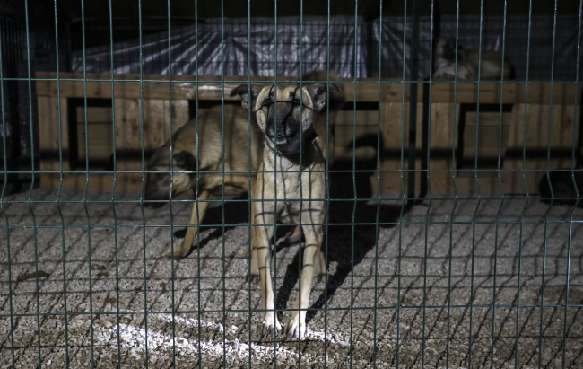 Başkentte barınak yangını: 55 köpek son anda kurtarıldı