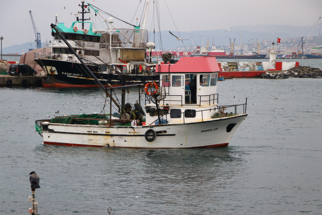 Tekirdağ'da karides bolluğu: Kilosu 60 liradan satılıyor