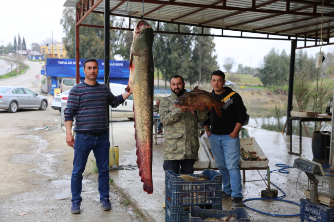 Adana'da 2 metre 40 santimetre yayın balığı yakalandı