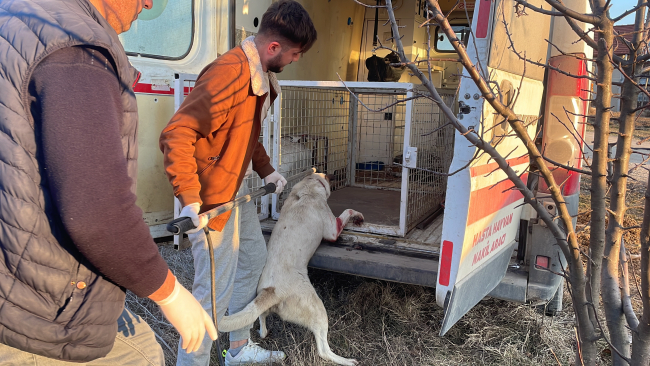 Sokak köpeğini vuran kişi gözaltına alındı