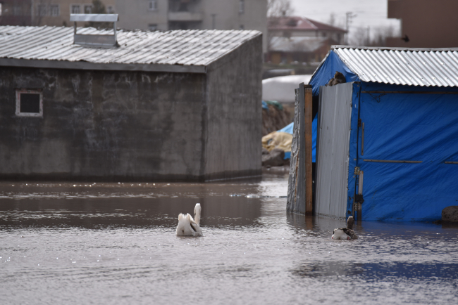 Kars'ta kar hızlı eridi: 10 evi su bastı