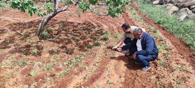 Kilis'te dolu tarım alanlarına zarar verdi