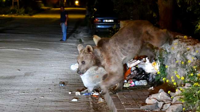 Bozayılar kurbanlıklardan arta kalanlar için kavgaya tutuştu