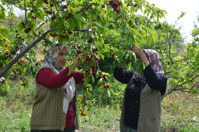 Yılın ilk yarısında 129 milyon dolarlık kiraz ihracatı yapıldı