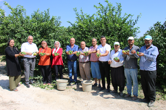 Mersin'de erkenci limonun hasadı başladı