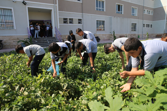 Hatay'da öğrencilerin okul bahçesinde yetiştirdiği sebzeler mahallelinin sofrasında