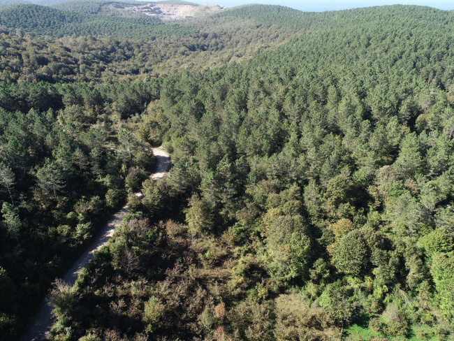 Bartın'daki ormanlardan 40 ton çam reçinesi elde edildi