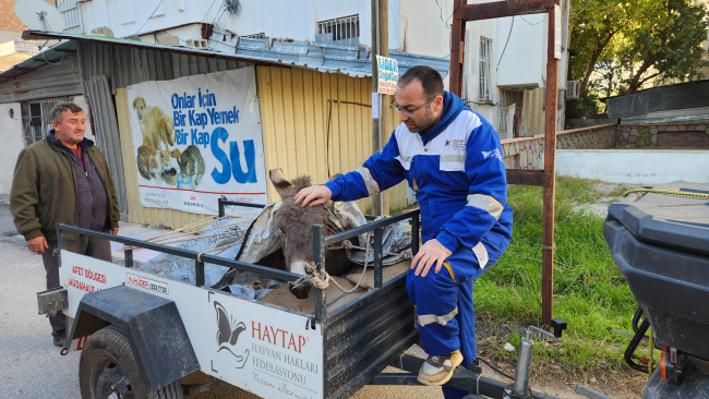 Bacağı kırıldığı için ölüme terk edilen eşek tedavi altına alındı