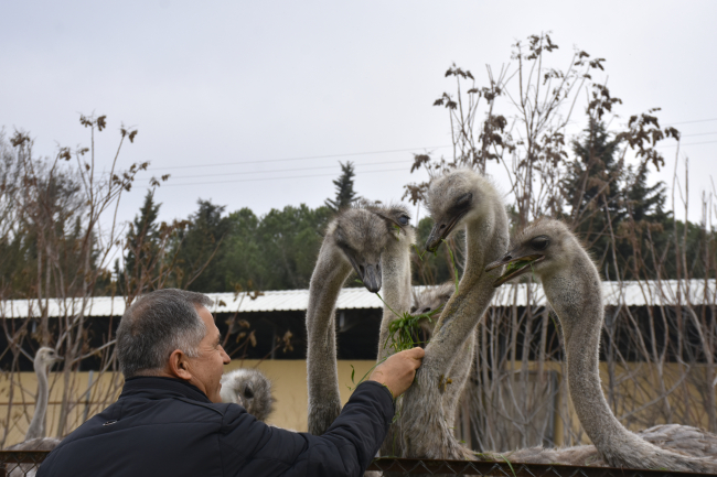 Uludağ Üniversitesinde yetiştirilen deve kuşları erken yumurtladı