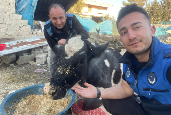 Enkazda kalan inek 17 gün sonra kurtarıldı