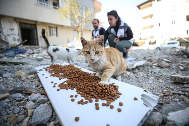 Hatay'daki hayvanlar için 55 ton mama desteği sağlandı