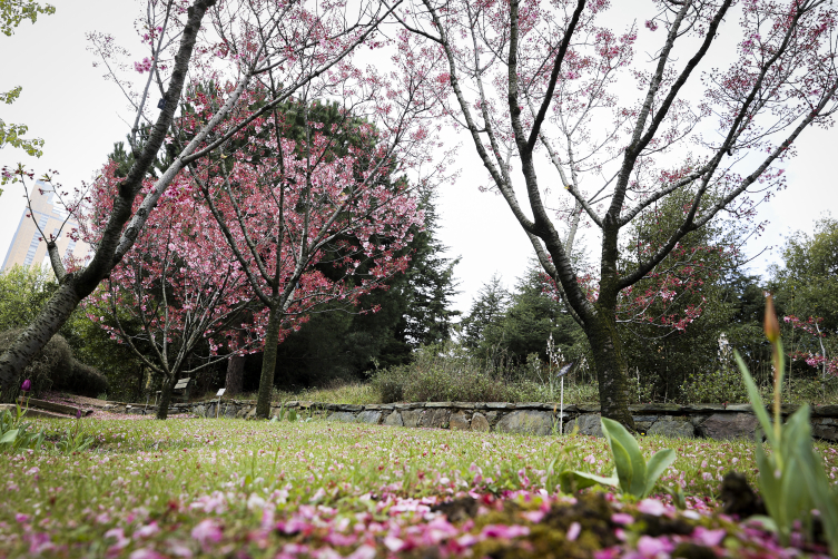 Sakura ağaçları İstanbul'da çiçek açtı