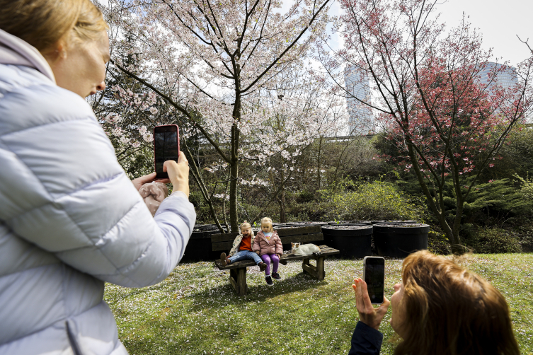 Sakura ağaçları İstanbul'da çiçek açtı