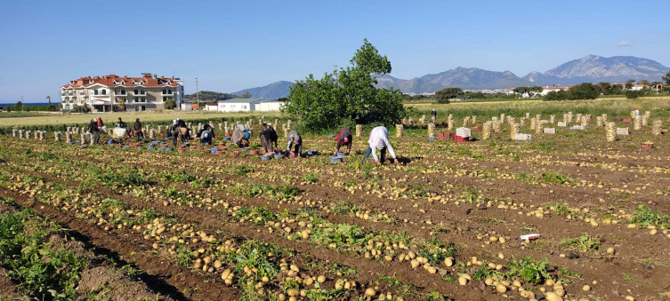 Muğla'da turfanda patatesin hasadına başlandı