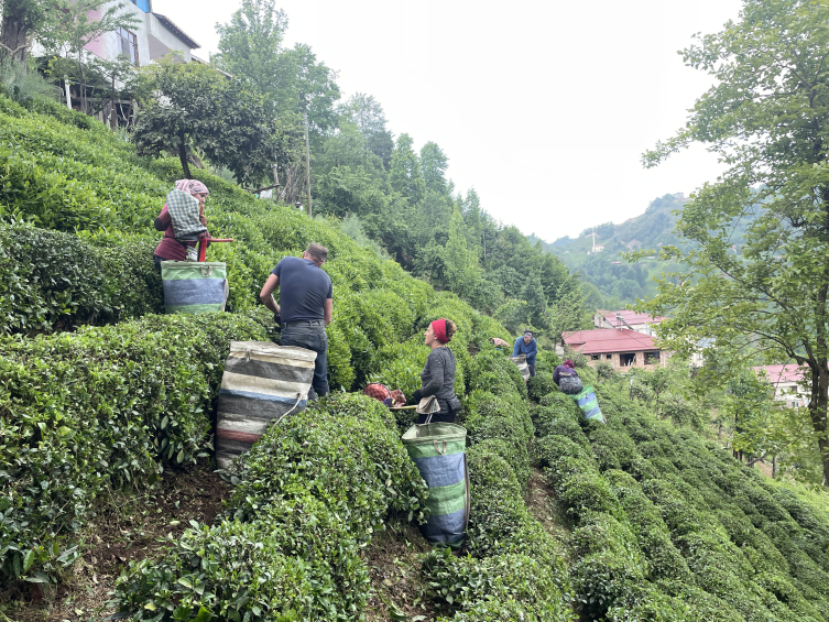 Depremzedeler için yapılacak "Çay Sokağı" konutlarına çay üreticilerinden destek