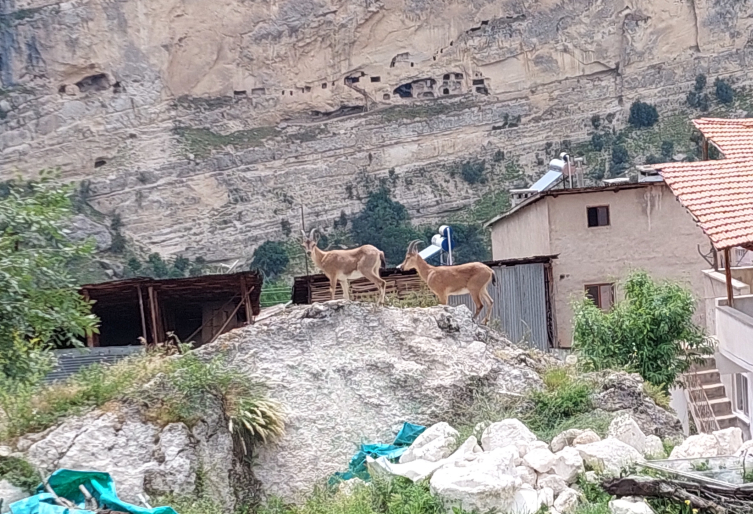 Tunceli'de yaban keçileri yerleşim yerine indi