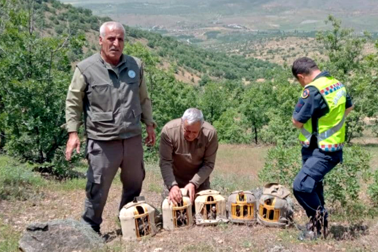 Elazığ'da 600 kınalı keklik doğaya bırakıldı