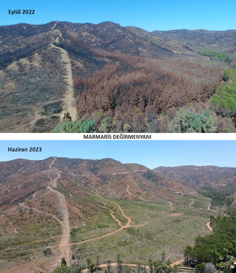 Marmaris'te yangında zarar gören alanlar yeniden yeşeriyor
