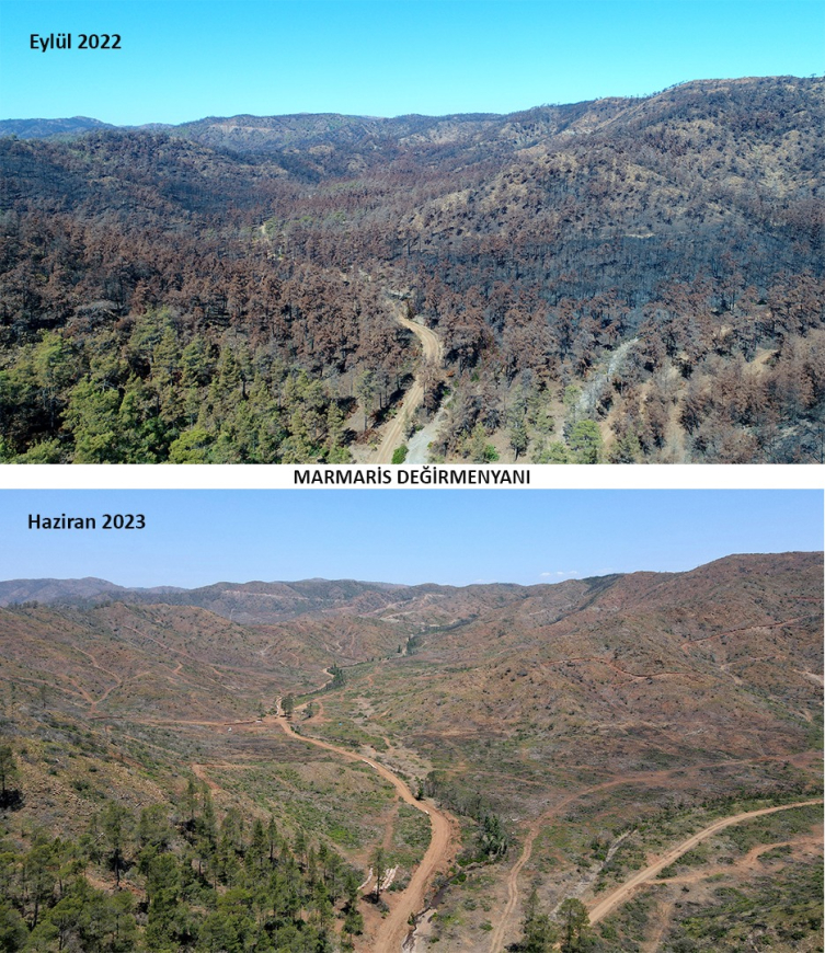 Marmaris'te yangında zarar gören alanlar yeniden yeşeriyor