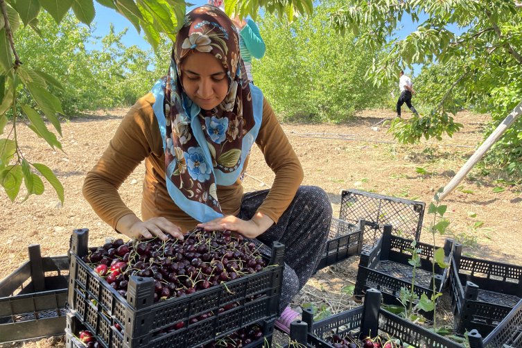 Elazığ'da 7 bin dekar alanda kiraz hasadı başladı