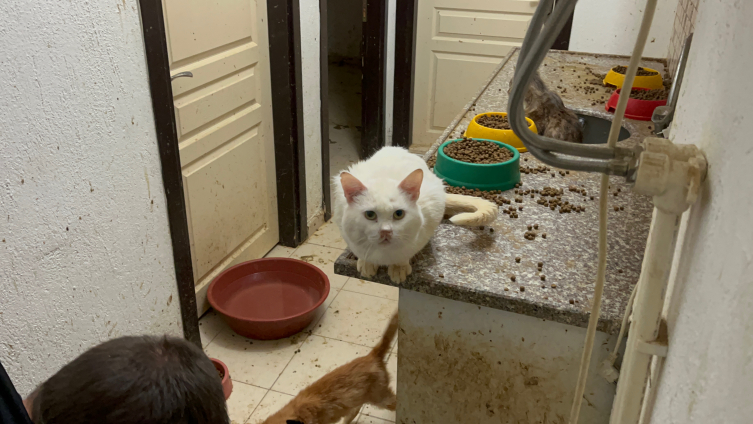 Isparta'da kötü şartlarda kedi besleyen kişiye 41 bin lira ceza