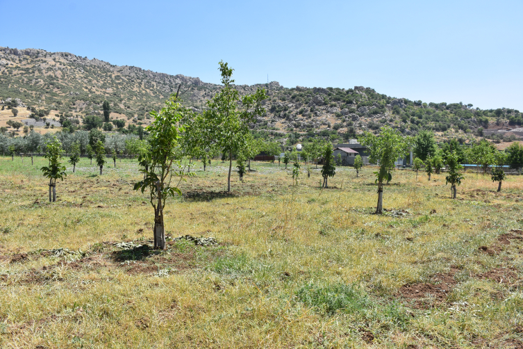 Şırnak'ta devlet desteğiyle aşılanan ceviz ağaçlarında verim arttı